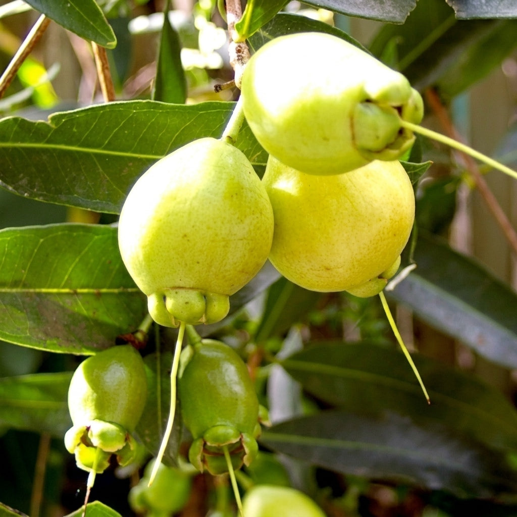 Paneer Bell Apple (Chamba) layered live fruit plant in nursery pot with healthy green foliage | Premium tropical fruit plant | Keraleaf