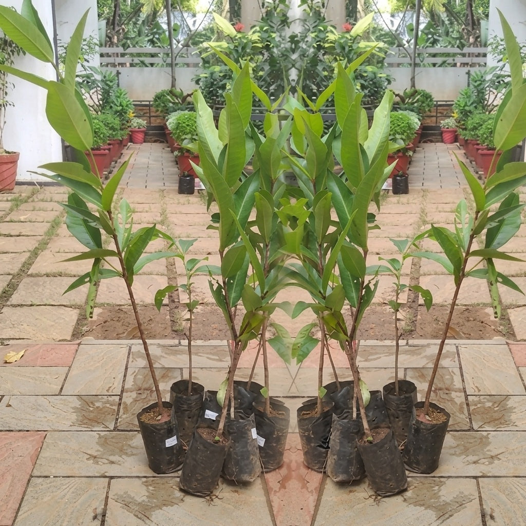 Paneer Bell Apple (Chamba) layered live fruit plant in nursery pot with healthy green foliage | Premium tropical fruit plant | Keraleaf