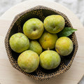 White Sapote seedling live fruit plant in nursery pot with healthy green foliage | Exotic tropical fruit plant | Keraleaf