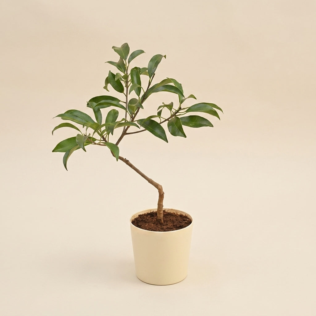 Green Sapote seedling live fruit plant in nursery pot with healthy green foliage | Exotic tropical fruit plant | Keraleaf