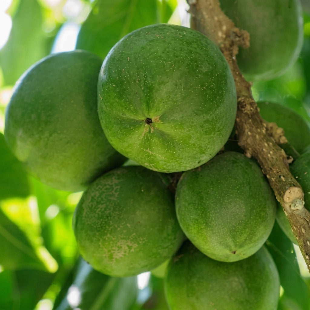 Green Sapote seedling live fruit plant in nursery pot with healthy green foliage | Exotic tropical fruit plant | Keraleaf