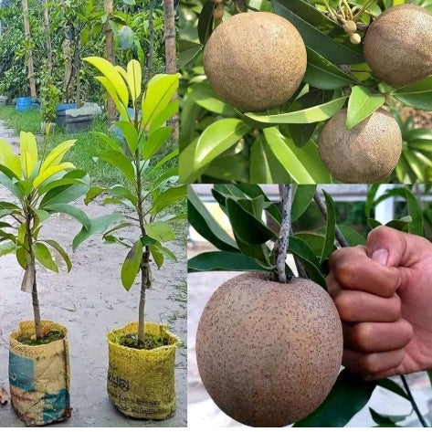 Jambo Chikoo (Sapota) grafted live fruit plant in nursery pot with healthy green foliage | Premium tropical fruit plant | Keraleaf