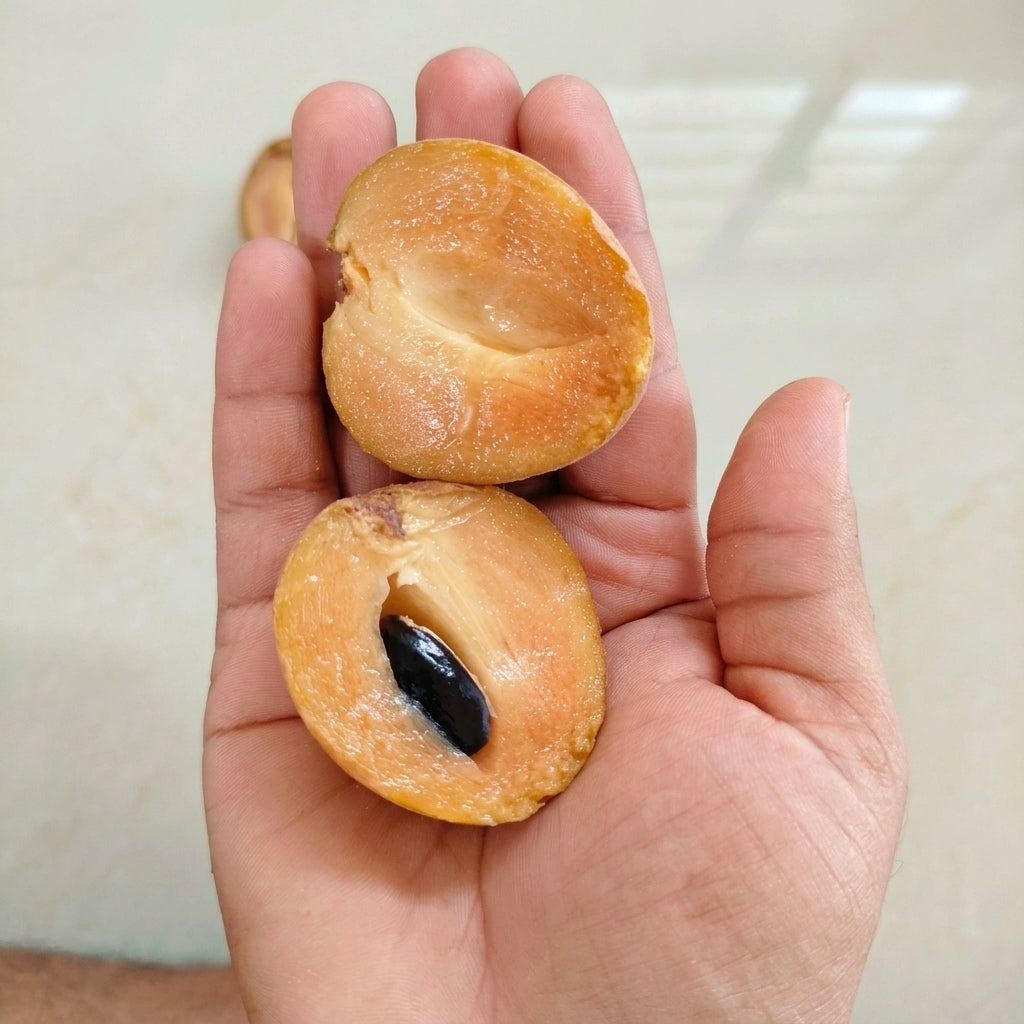 Desi Chikoo (Sapota) grafted live fruit plant in nursery pot with healthy green foliage | Premium tropical fruit plant | Keraleaf