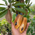 Chikoo / Sapota (Banana, Grafted) Fruit Plant