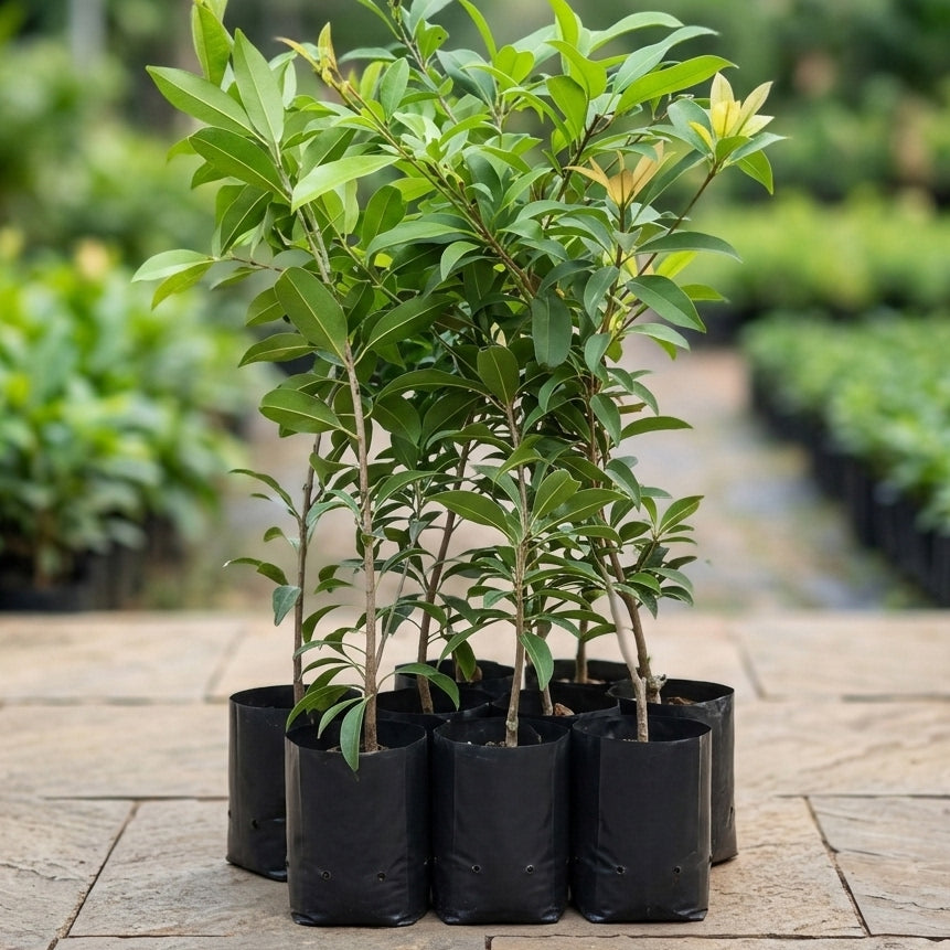Chikoo / Sapota (Banana, Grafted) Fruit Plant