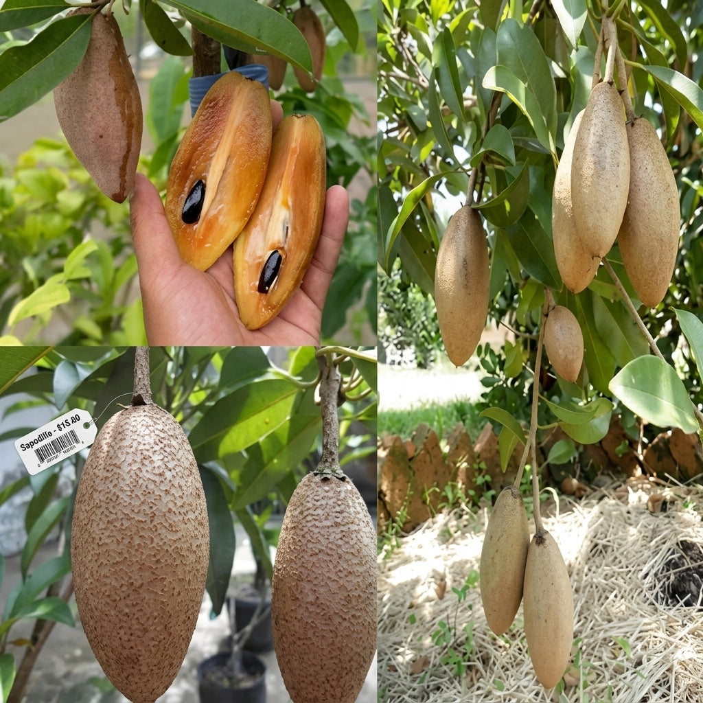 Chikoo / Sapota (Banana, Grafted) Fruit Plant