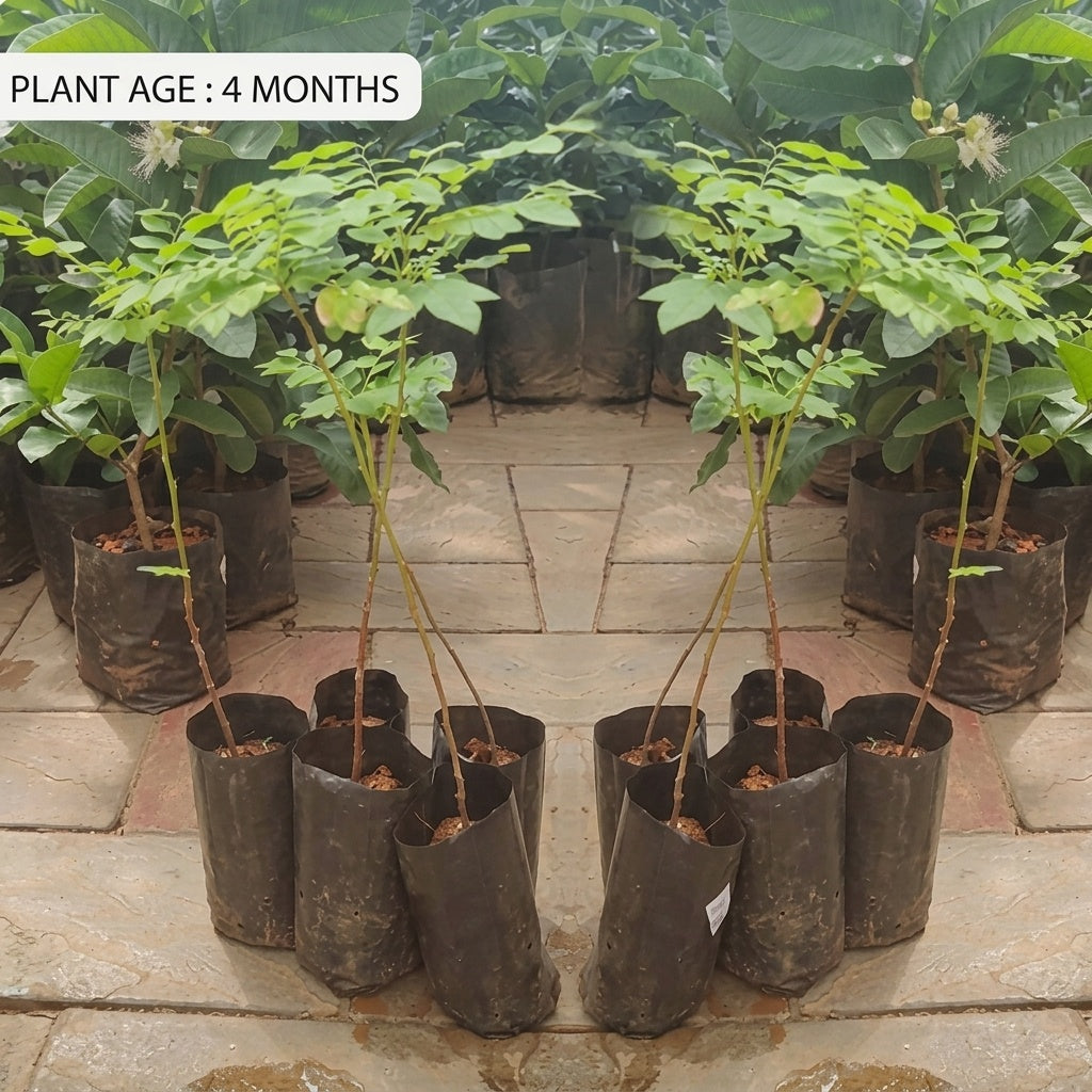 Star Gooseberry (Arinelli) seedling live fruit plant in nursery pot with healthy green foliage | Tropical fruit plant | Keraleaf