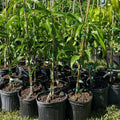 Soursop (Mullan Chakka / Mullatha) seedling live fruit plant in nursery pot with healthy green foliage | Exotic tropical fruit plant | Keraleaf