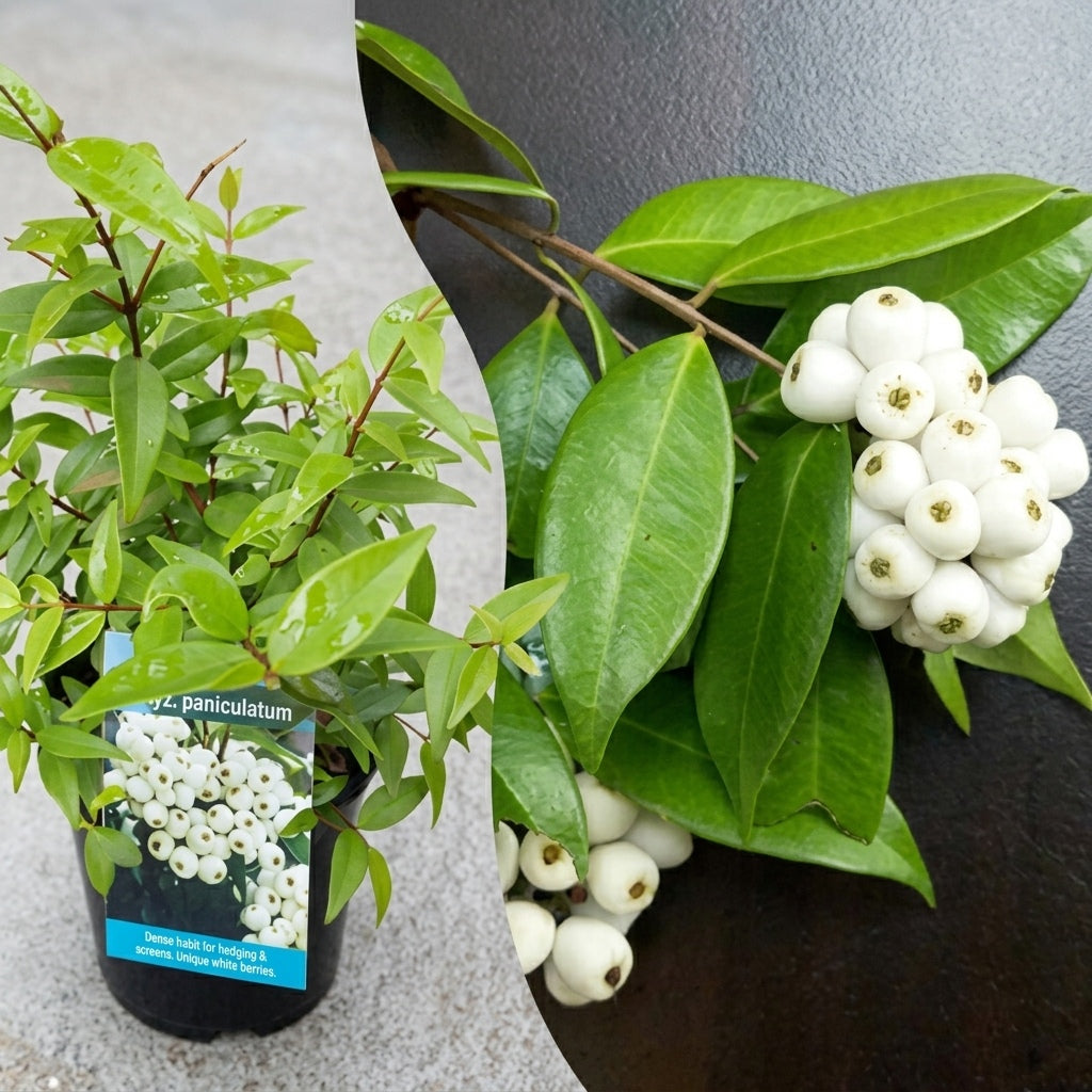 Poocha Pazham (Cat Fruit) layered live fruit plant in nursery pot with healthy green foliage | Rare tropical fruit plant | Keraleaf