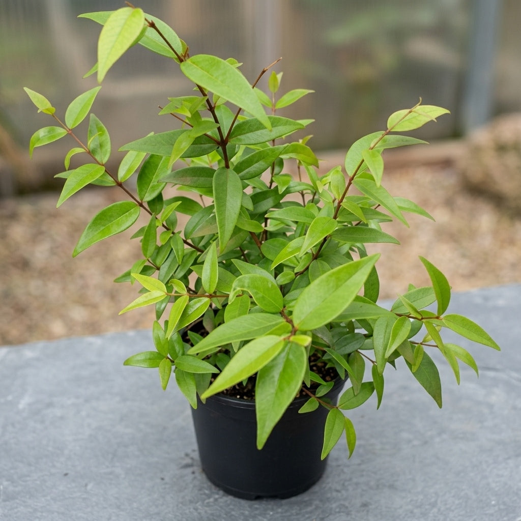 Poocha Pazham (Cat Fruit) layered live fruit plant in nursery pot with healthy green foliage | Rare tropical fruit plant | Keraleaf