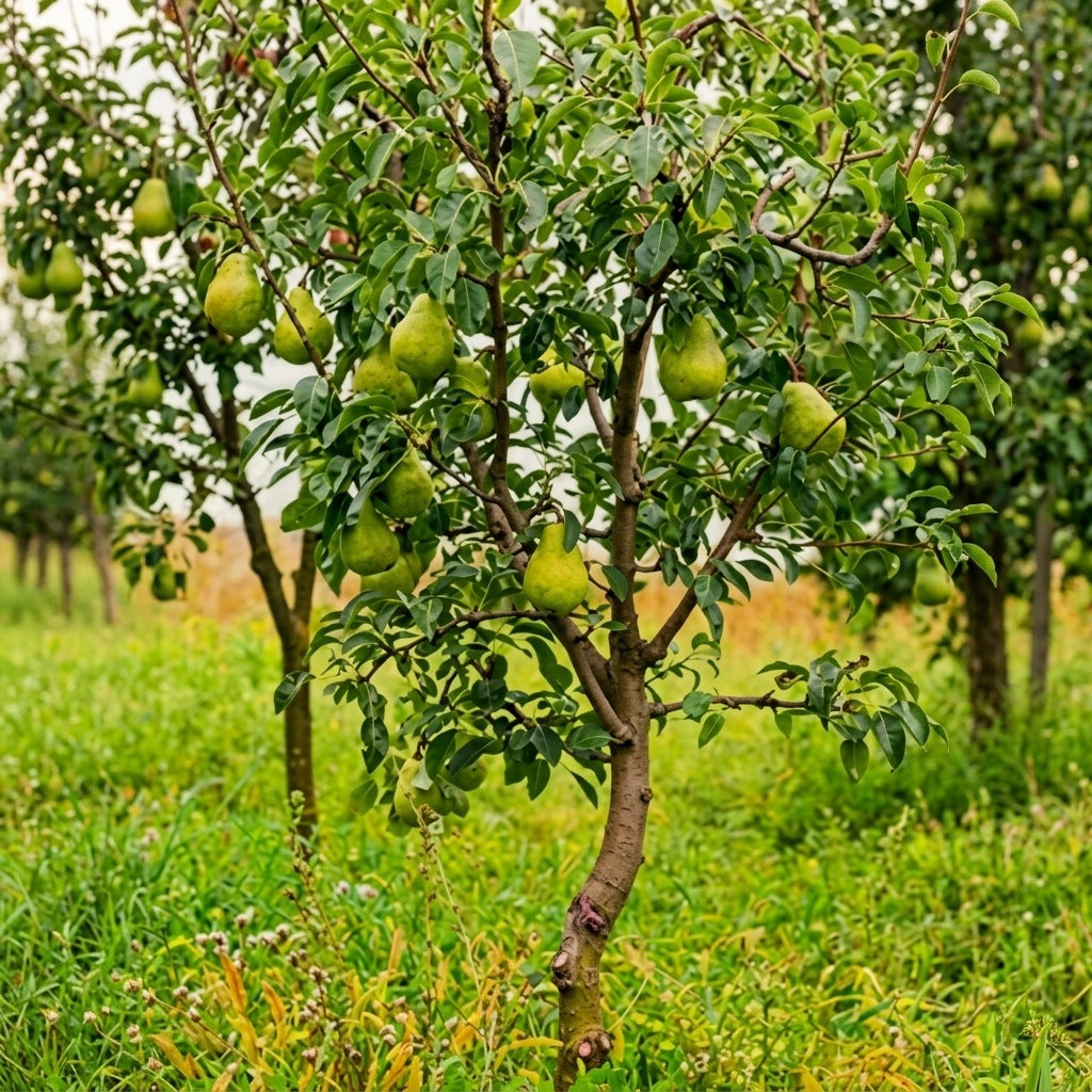 Pear (Sabarjilli) layered live fruit plant in nursery pot with healthy green foliage | Premium fruit plant | Keraleaf
