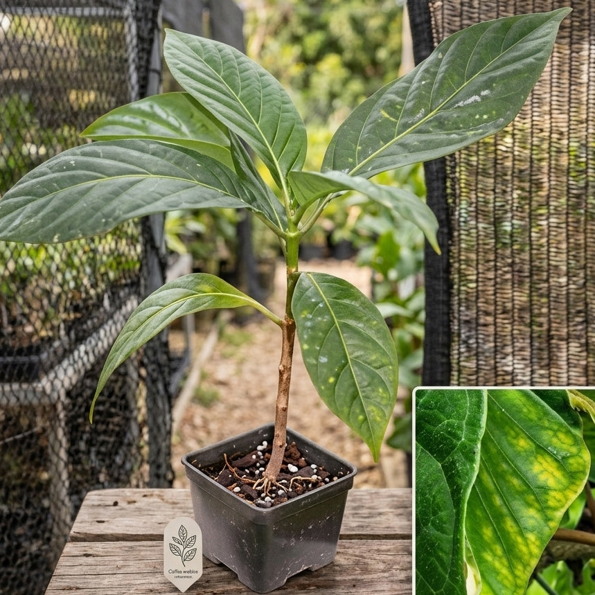 Noni fruit seedling live plant in nursery pot with healthy green foliage | Tropical medicinal fruit plant | Keraleaf