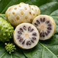 Noni fruit seedling live plant in nursery pot with healthy green foliage | Tropical medicinal fruit plant | Keraleaf