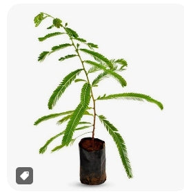 Indian Gooseberry (Nellikka / Amla) seedling live plant in nursery pot with healthy green foliage | Nutritious fruit plant | Keraleaf
