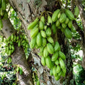 Bilimbi Green (Irumban Puli) seedling live fruit plant in nursery pot with healthy green foliage | Tropical fruit plant | Keraleaf
