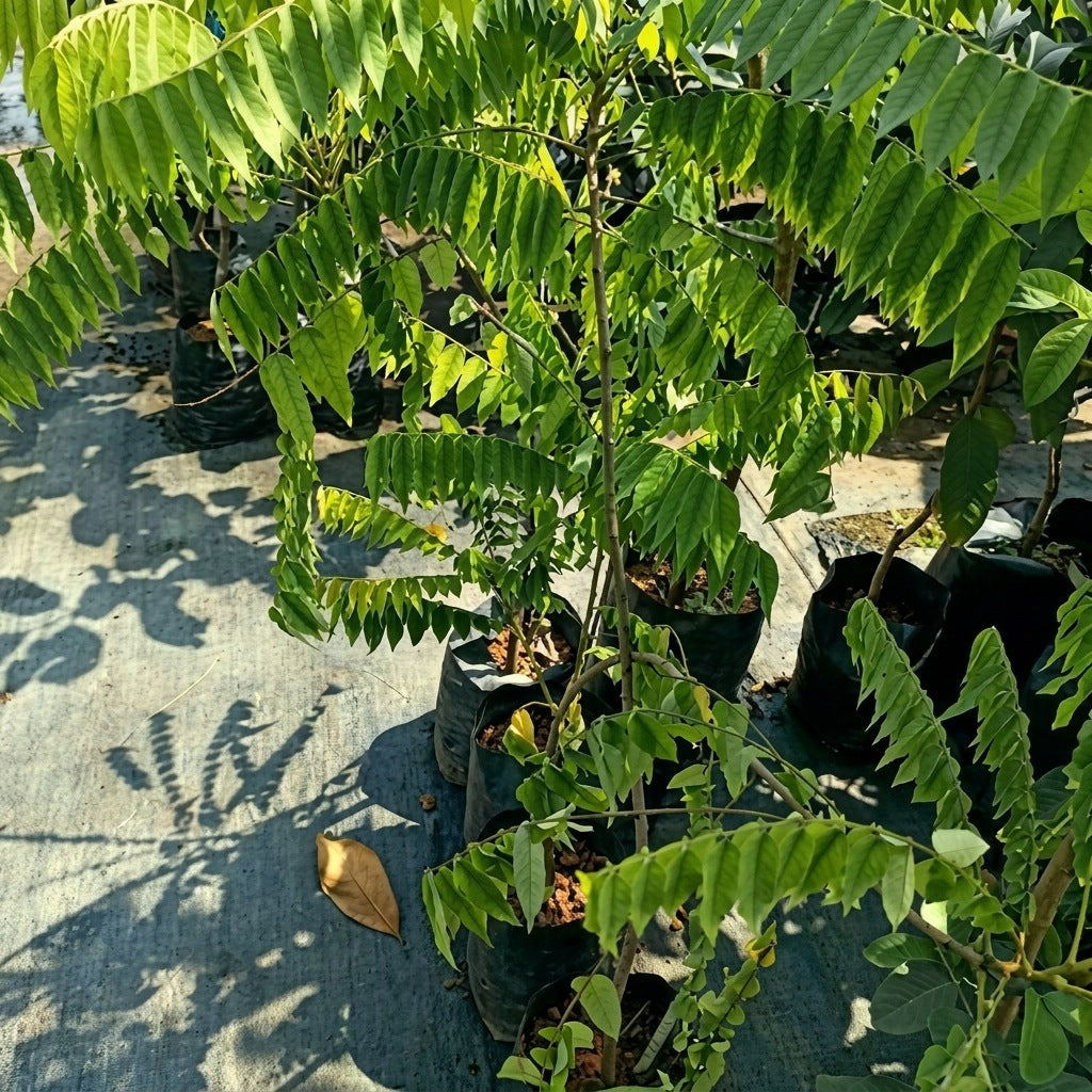Bilimbi Green (Irumban Puli) seedling live fruit plant in nursery pot with healthy green foliage | Tropical fruit plant | Keraleaf