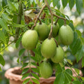Sweet Ambazham seedling live fruit plant in nursery pot with healthy green foliage | Tropical fruit plant | Keraleaf