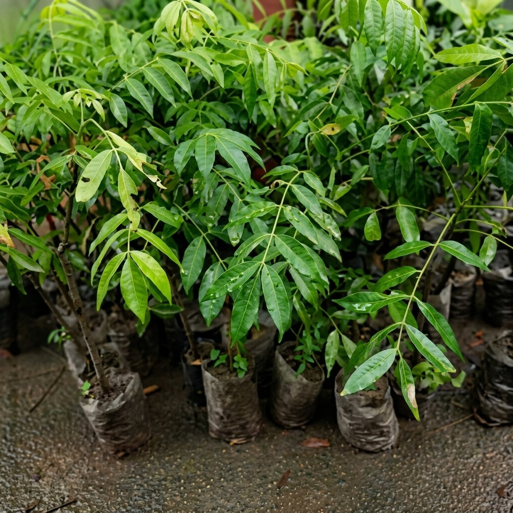 Sweet Ambazham seedling live fruit plant in nursery pot with healthy green foliage | Tropical fruit plant | Keraleaf