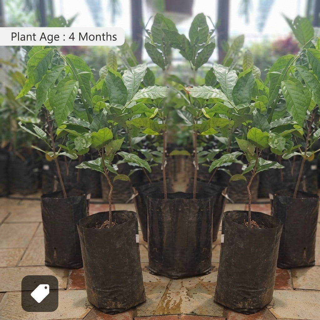 Rambutan seedling live fruit plant in nursery pot with healthy green foliage | Exotic tropical fruit plant | Keraleaf