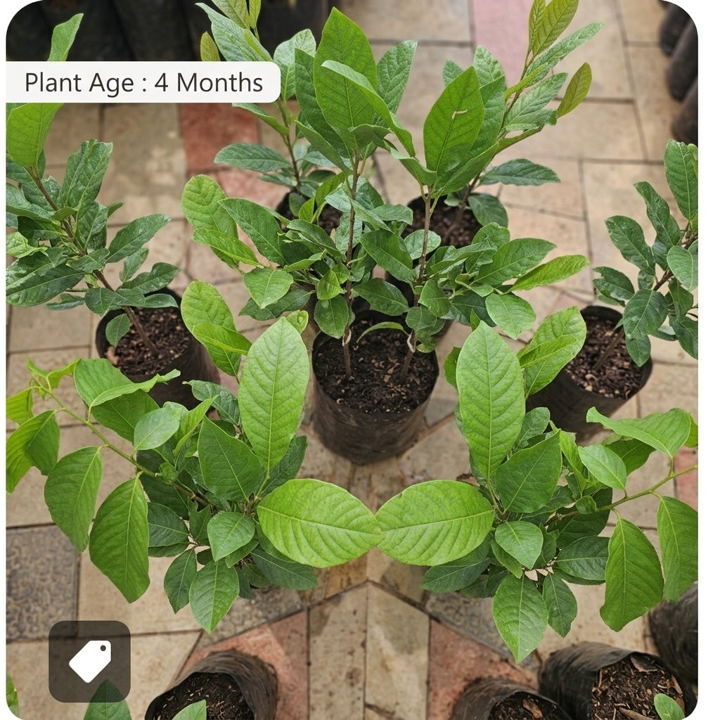 Schoolboy Rambutan budded live fruit plant in nursery pot with healthy green foliage | Premium tropical fruit plant | Keraleaf