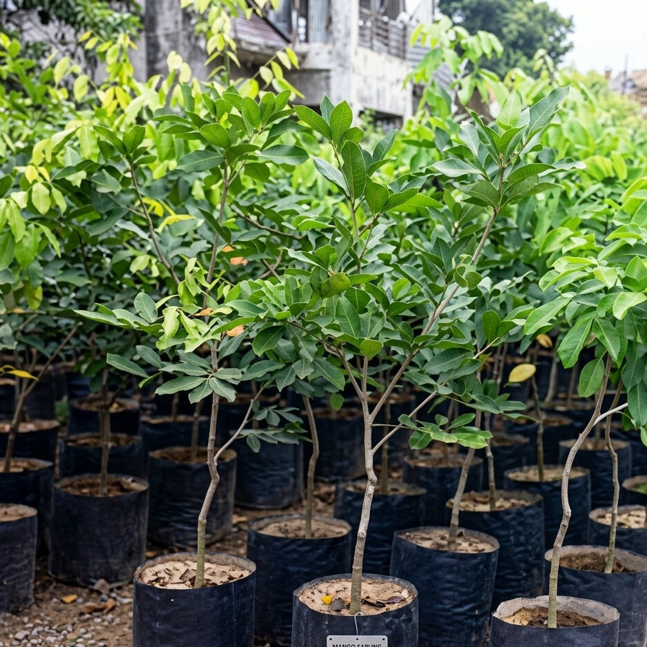 N18 Rambutan budded live fruit plant in nursery pot with healthy green foliage | Premium tropical fruit plant | Keraleaf