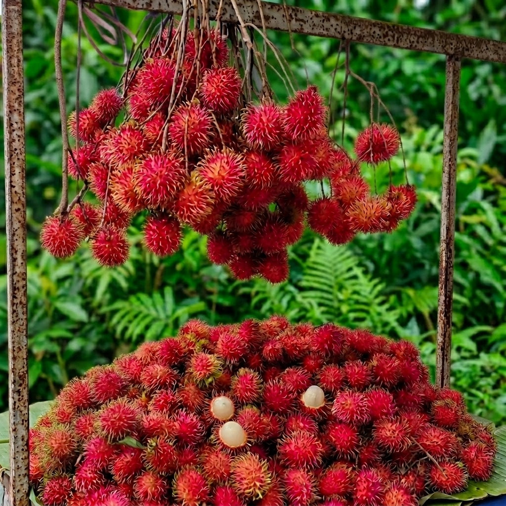 N18 Rambutan budded live fruit plant in nursery pot with healthy green foliage | Premium tropical fruit plant | Keraleaf