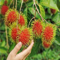 Malwana Rambutan budded live fruit plant in nursery pot with healthy green foliage | Premium tropical fruit plant | Keraleaf
