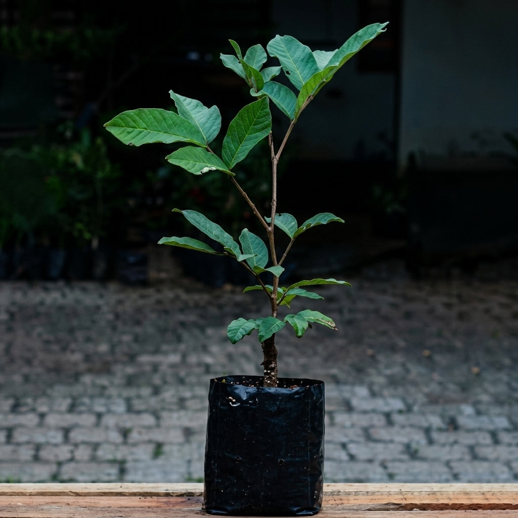Malwana Rambutan budded live fruit plant in nursery pot with healthy green foliage | Premium tropical fruit plant | Keraleaf