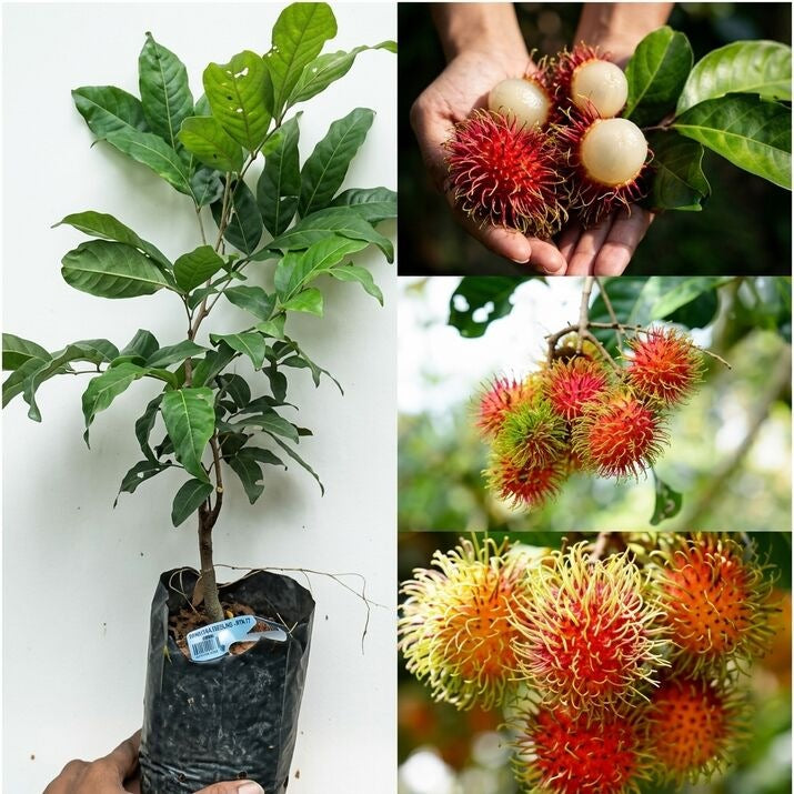 Caesar Rambutan budded live fruit plant in nursery pot with healthy green foliage | Premium tropical fruit plant | Keraleaf