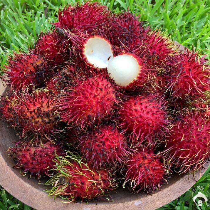 Caesar Rambutan budded live fruit plant in nursery pot with healthy green foliage | Premium tropical fruit plant | Keraleaf