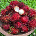 Caesar Rambutan budded live fruit plant in nursery pot with healthy green foliage | Premium tropical fruit plant | Keraleaf