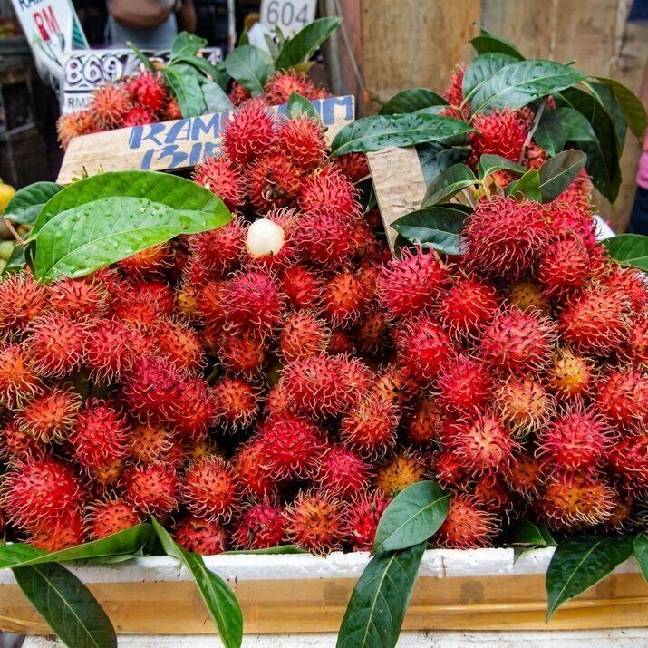 Binjai Rambutan budded live fruit plant in nursery pot with healthy green foliage | Premium tropical fruit plant | Keraleaf