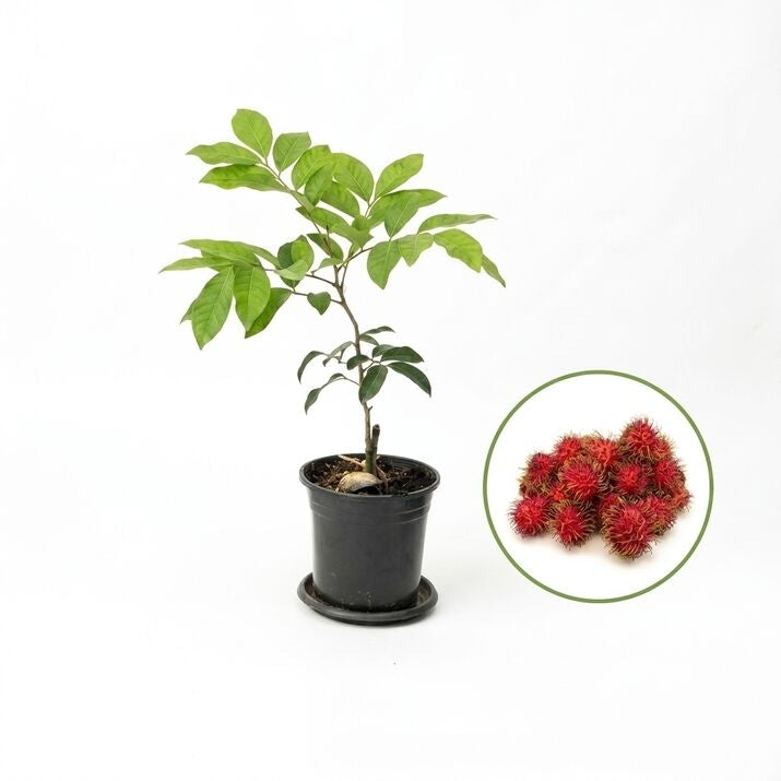 Binjai Rambutan budded live fruit plant in nursery pot with healthy green foliage | Premium tropical fruit plant | Keraleaf