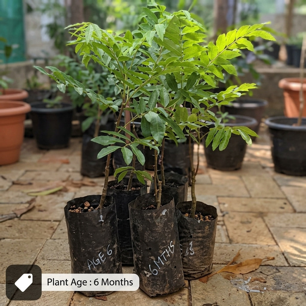 Pulasan budded live fruit plant in nursery pot with healthy green foliage | Exotic tropical fruit plant | Keraleaf
