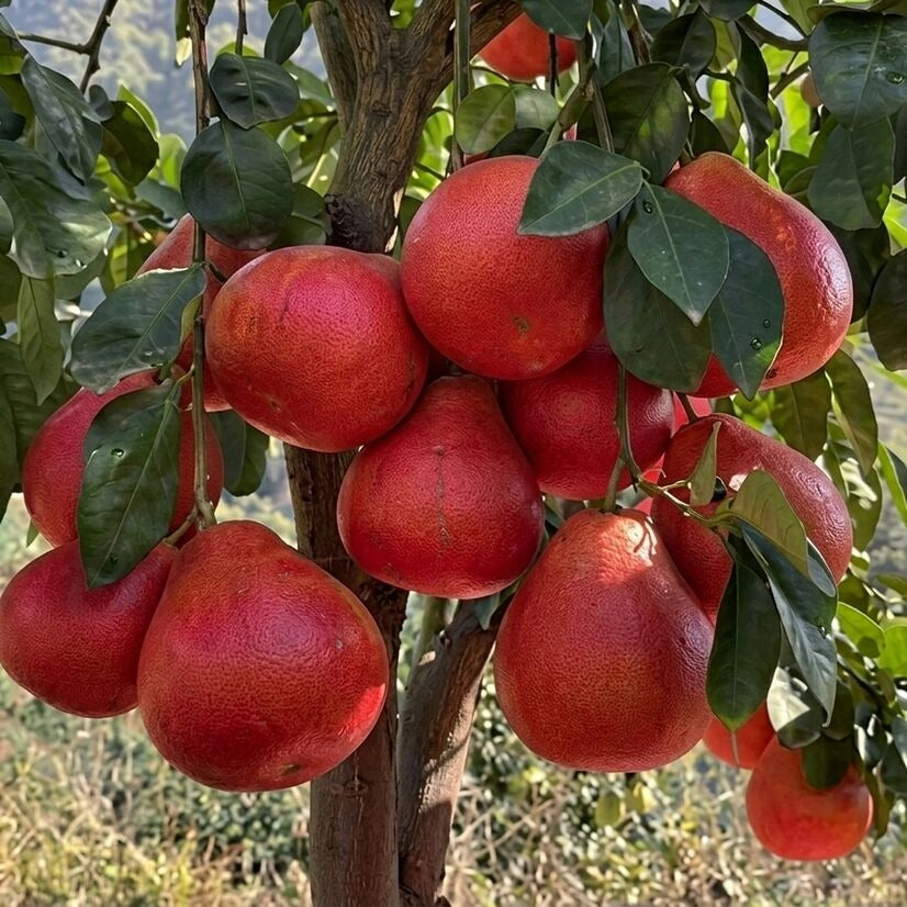 Red Pomelo layered live fruit plant in nursery pot with healthy green foliage | Premium citrus fruit plant | Keraleaf