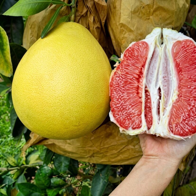 Red Pomelo (Babloos) grafted live fruit plant in nursery pot with healthy green foliage | Premium citrus fruit plant | Keraleaf