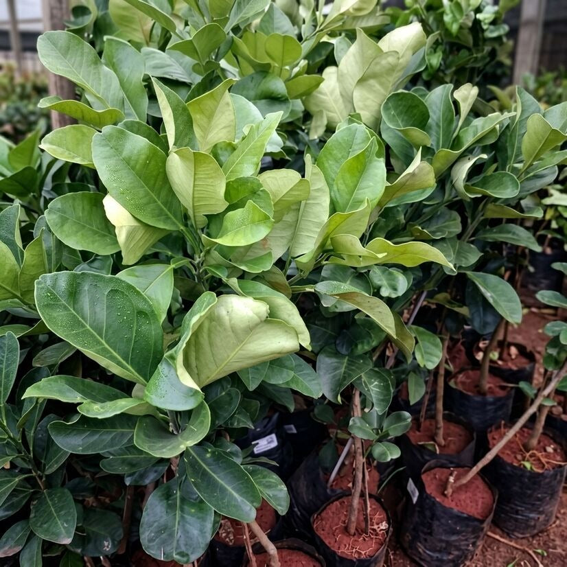 Green Pomelo (Babloos) layered live fruit plant in nursery pot with healthy green foliage | Premium citrus fruit plant | Keraleaf