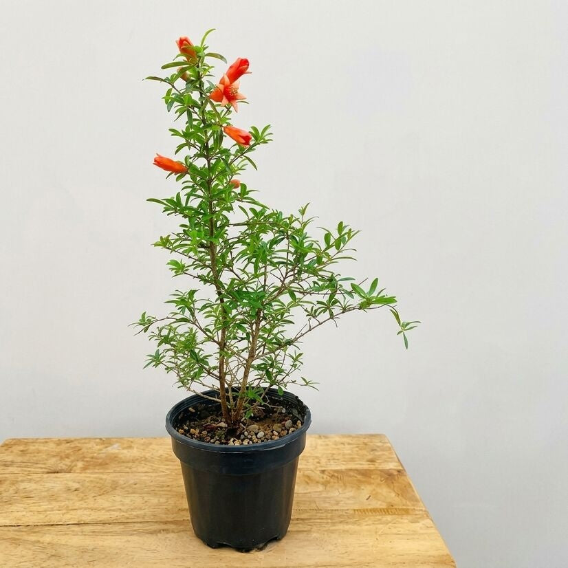 Pomegranate (Anar) layered live fruit plant in nursery pot with healthy green foliage | Premium fruit plant | Keraleaf