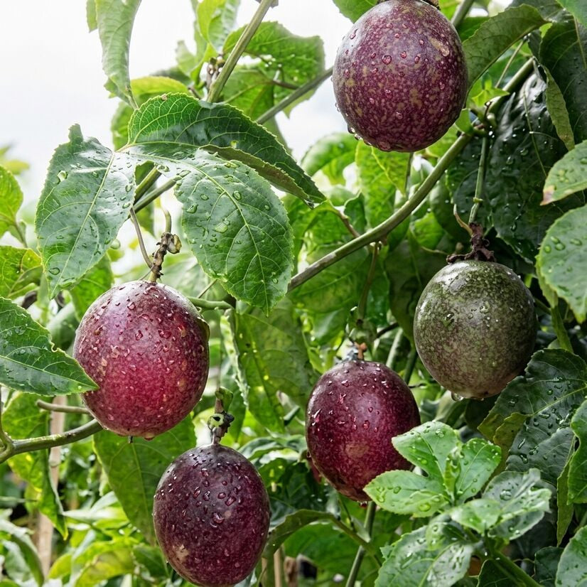 Red Passion Fruit layered live plant in nursery pot with healthy green vine | Tropical fruit plant | Keraleaf