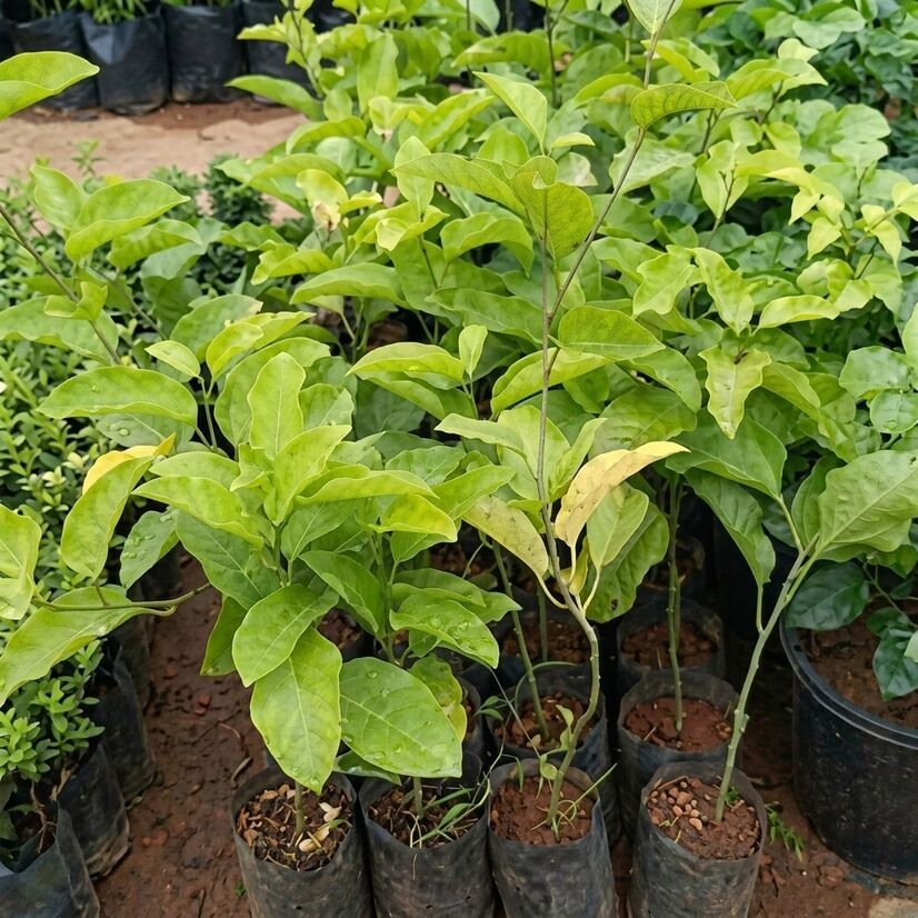 Purple Passion Fruit layered live plant in nursery pot with healthy green vine | Premium tropical fruit plant | Keraleaf