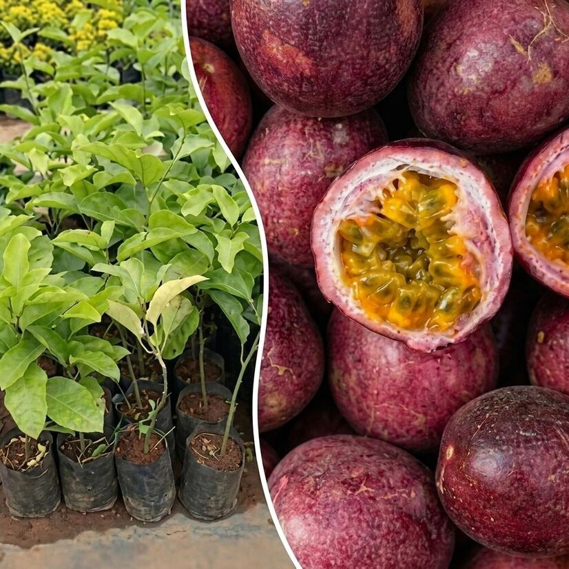 Black Passion Fruit layered live plant in nursery pot with healthy green vine | Premium tropical fruit plant | Keraleaf