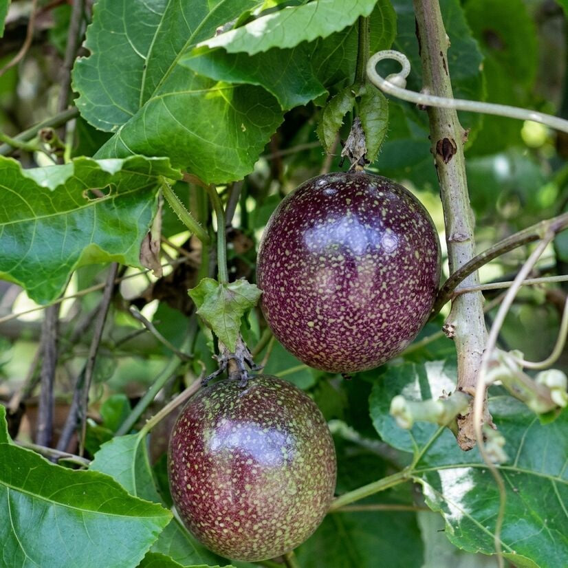 Black Passion Fruit layered live plant in nursery pot with healthy green vine | Premium tropical fruit plant | Keraleaf