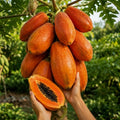 Red Lady Papaya seedling live fruit plant in nursery pot with healthy green foliage | High-yield tropical fruit plant | Keraleaf