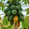 Desi Papaya seedling live fruit plant in nursery pot with healthy green foliage | Tropical fruit plant | Keraleaf