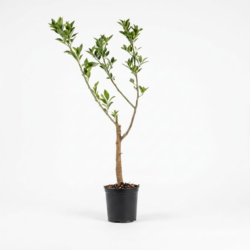 Nagpur Orange layered live fruit plant in nursery pot with healthy green foliage | Premium citrus fruit plant | Keraleaf