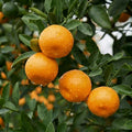Nagpur Orange layered live fruit plant in nursery pot with healthy green foliage | Premium citrus fruit plant | Keraleaf