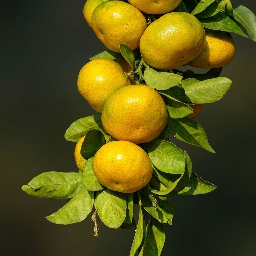 Bush Orange layered live fruit plant in nursery pot with healthy green foliage | Premium citrus fruit plant | Keraleaf