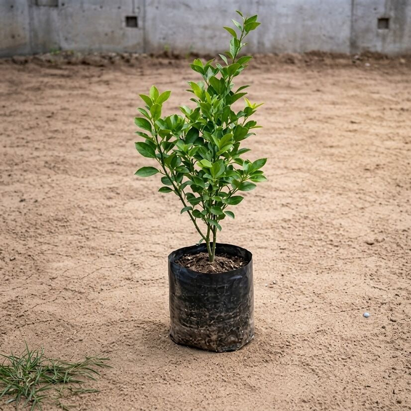 Bush Orange layered live fruit plant in nursery pot with healthy green foliage | Premium citrus fruit plant | Keraleaf
