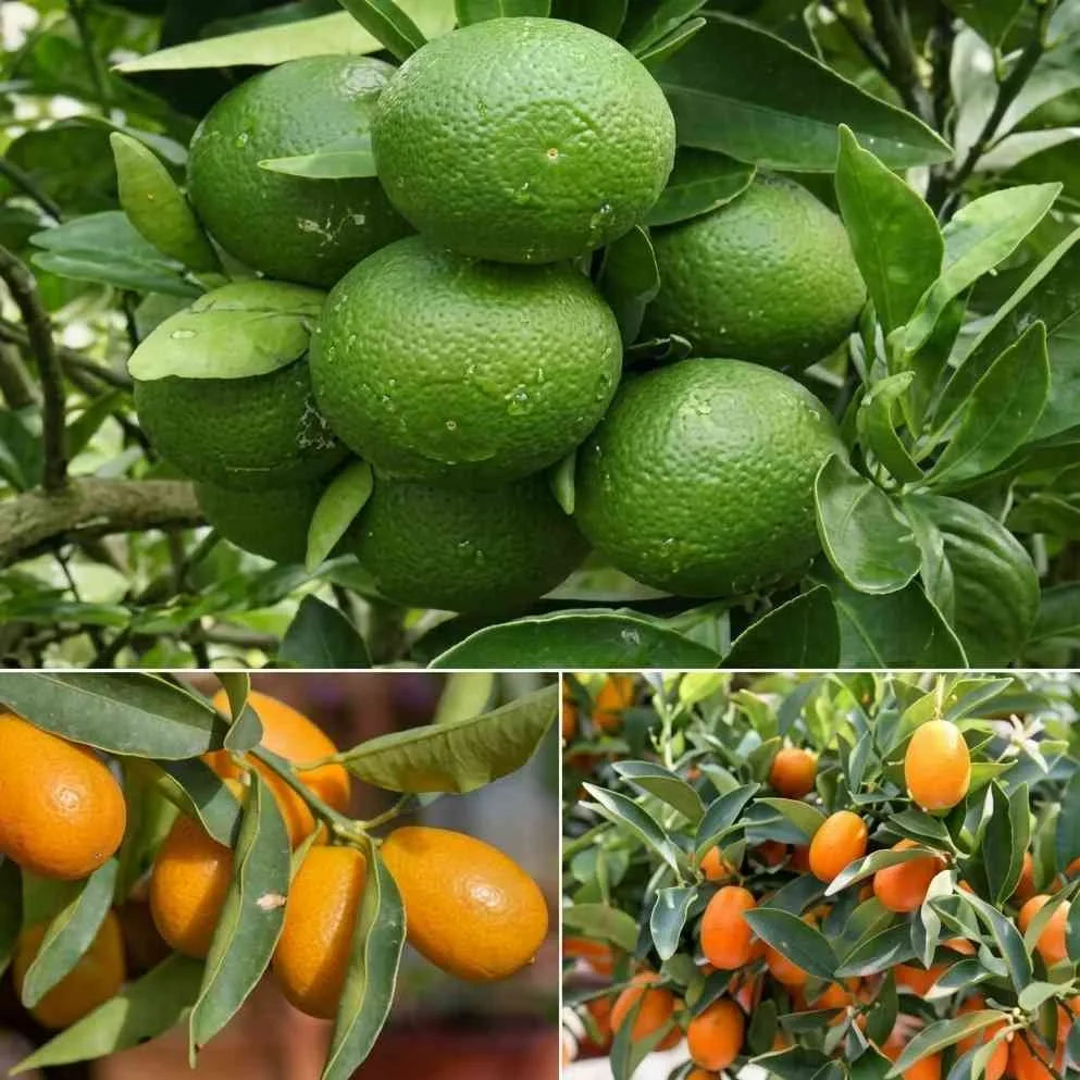 Israel Sweet Kumquat layered live fruit plant in nursery pot with healthy green foliage | Premium citrus fruit plant | Keraleaf