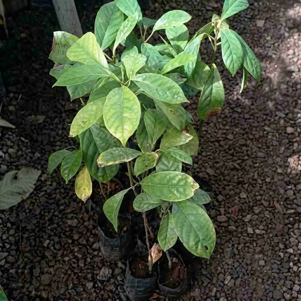 Yellow Mootty Fruit seedling live fruit plant in nursery pot with healthy green foliage | Rare tropical fruit plant | Keraleaf